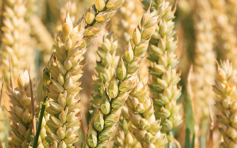 Crops at Framlingham