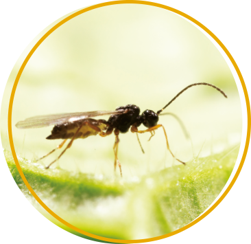 Biocontrols for Soft Fruit