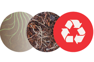 Botanicoir - Superior Structure