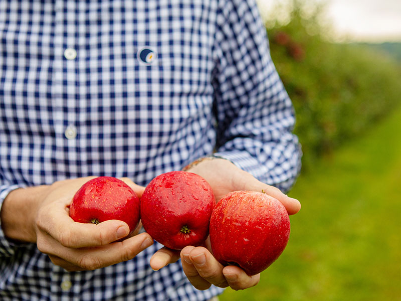 Field Counting fruit