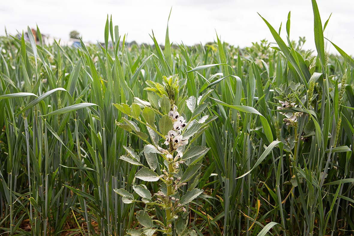 More crops at Lamport