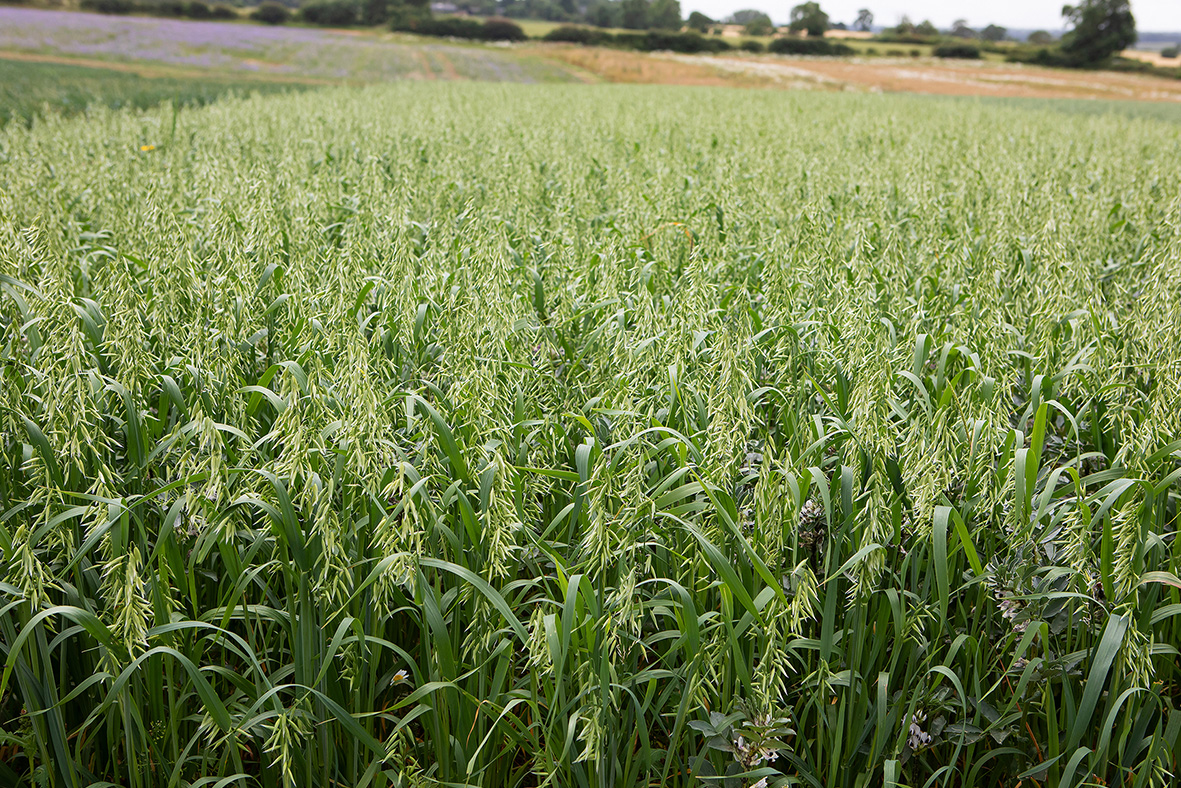 Crops at Lamport