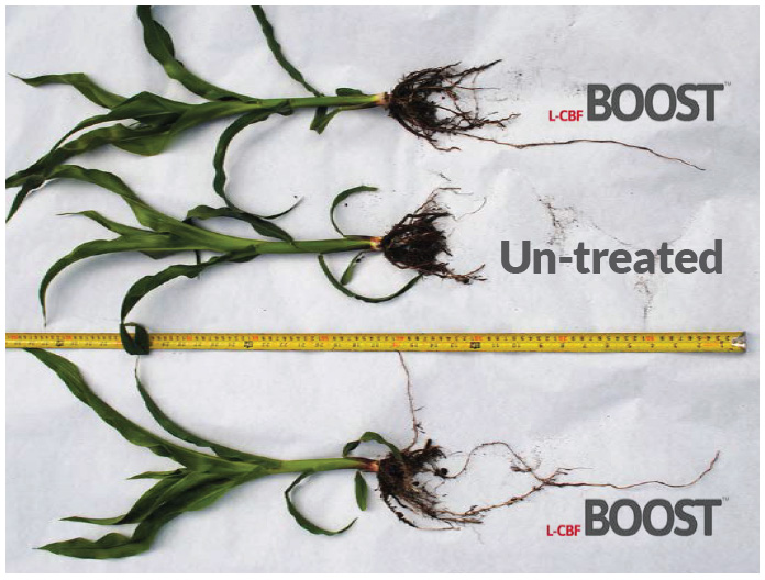 L-CBF BOOST vs. Untreated