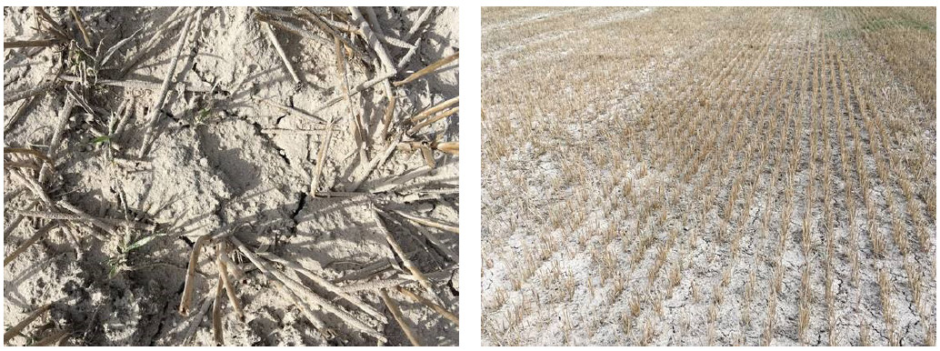 Liquid Gypsum comparison