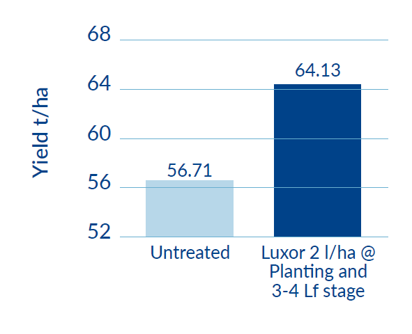 Effects of Luxor on Potato Yield graph