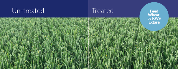 MZ28 Treated vs. Untreated