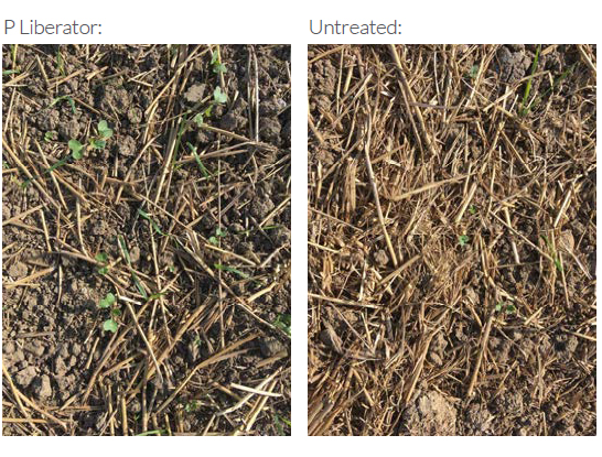 Phosphorus Liberator Treated vs. Untreated