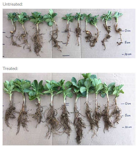 Phosphorus Liberator Spring Bean Comparison