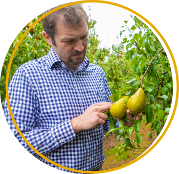 Precision Fruit - Alex Radu