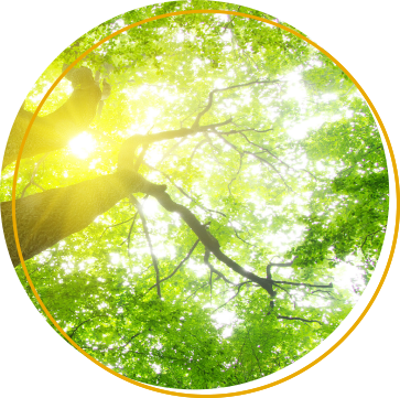 Rural Consultancy Forestry Trees