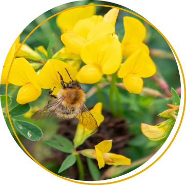 Rural Consultancy Grants & Licenses Image