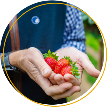 Soft Fruit - Strawberries