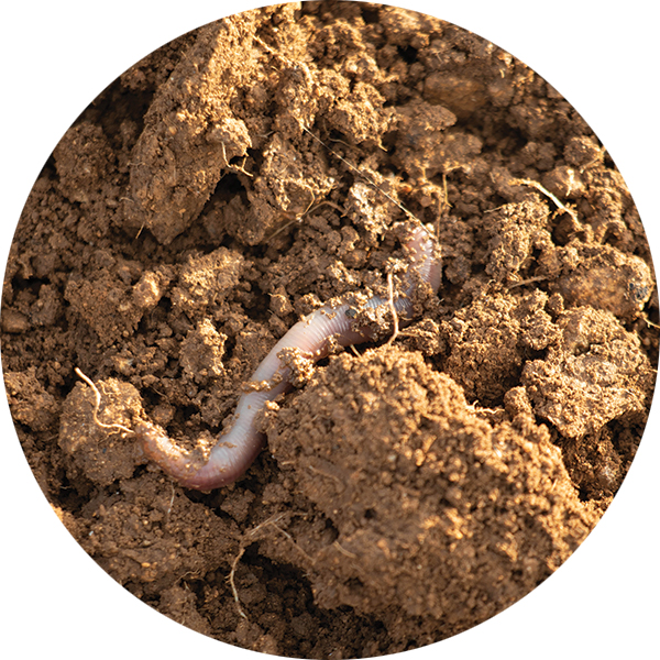 Soil Health Analysis Packages Example