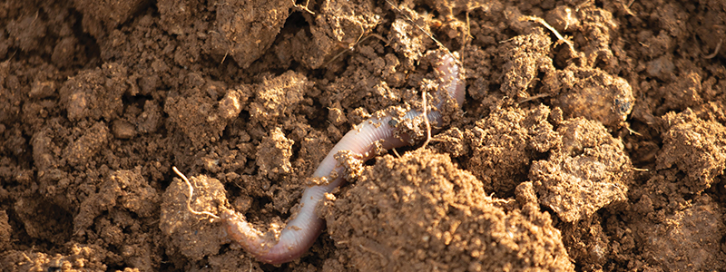 Soil Health Focus Areas