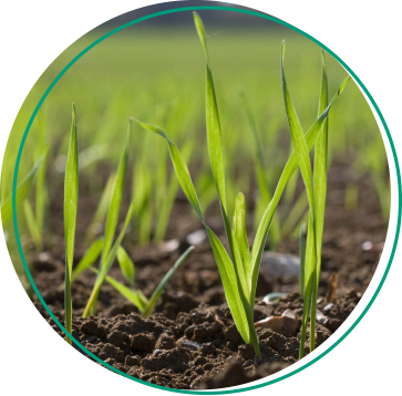 Terra-Sorb Foliar Extra