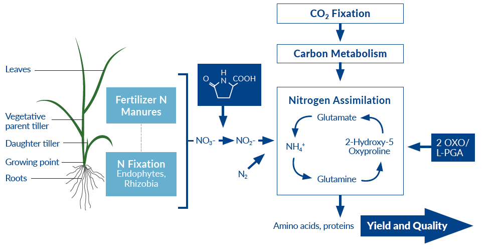 Twoxo XL Sources of Nitrogen chart
