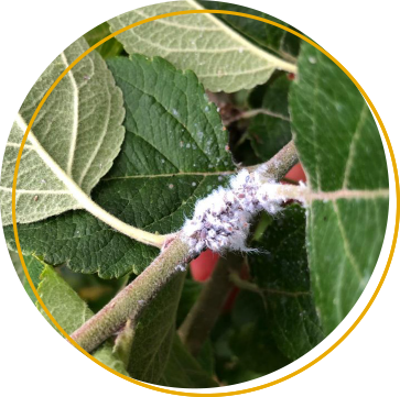 Wignest woolly apple aphid